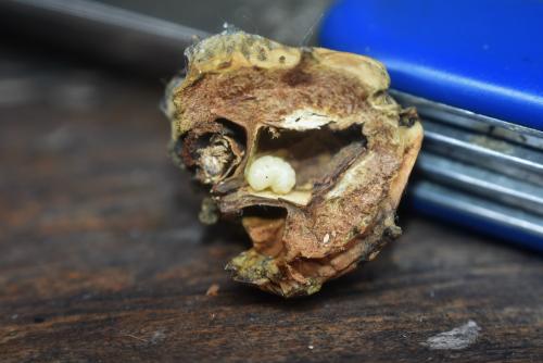 Réf. 347 468 : Andricus quercuscalicis