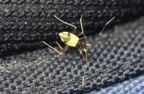 Réf. 347 330 : Closterotomus sp.
