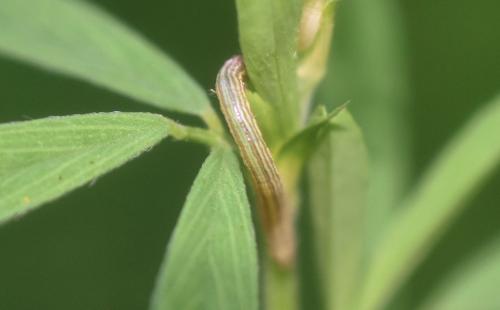 Euclidia glyphica