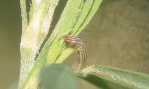 Euclidia glyphica