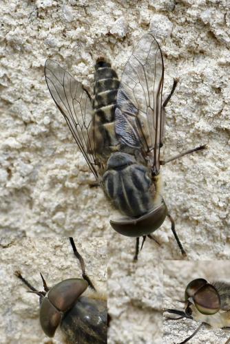 Réf. 347 371 : Tabanus autumnalis