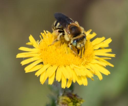 Tetraloniella fulvescens