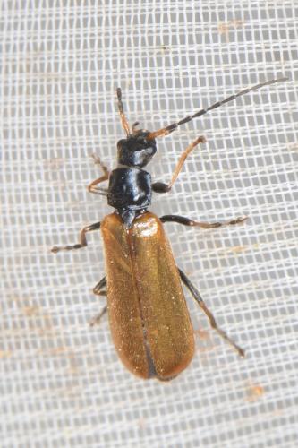 Réf. 347 437 : Rhagonycha sp.