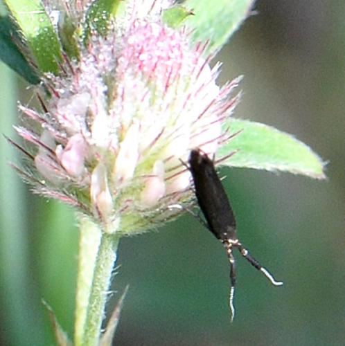 Coleophora sp.