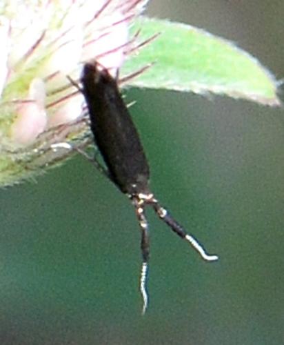 Coleophora sp.