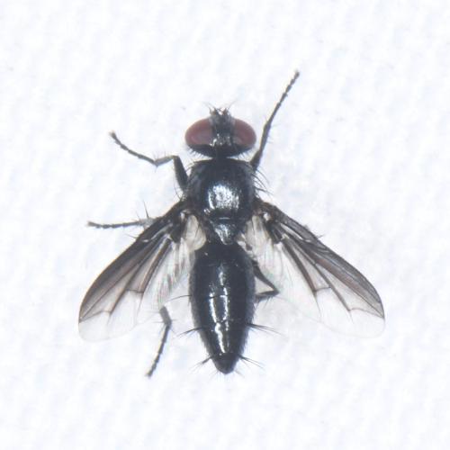 Réf. 347 710 : Nyctia halterata