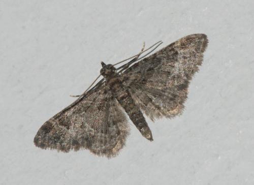 Réf. 347 759 : Gymnoscelis rufifasciata