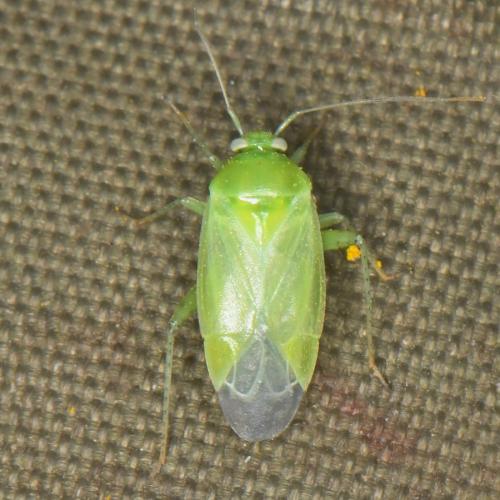Apolygus lucorum