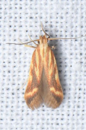 Metzneria aprilella