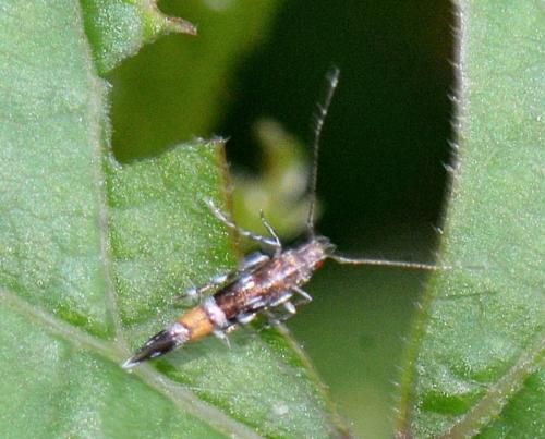 Cosmopterix sp.