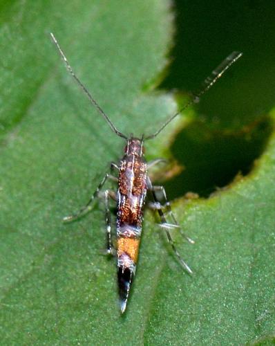 Cosmopterix sp.