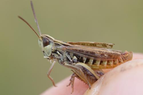 Stenobothrus stigmaticus