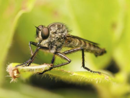 Réf. 347 329 : Eutolmus rufibarbis