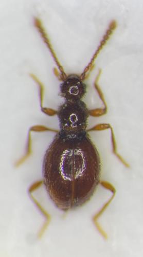 Euconnus ferrarii
