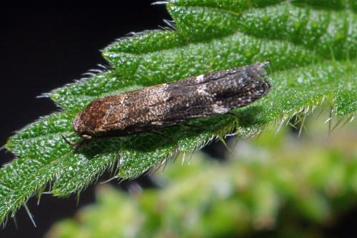 Mompha sp.