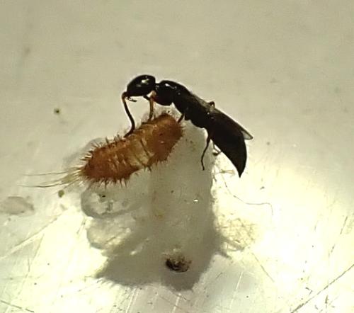 Laelius sp.