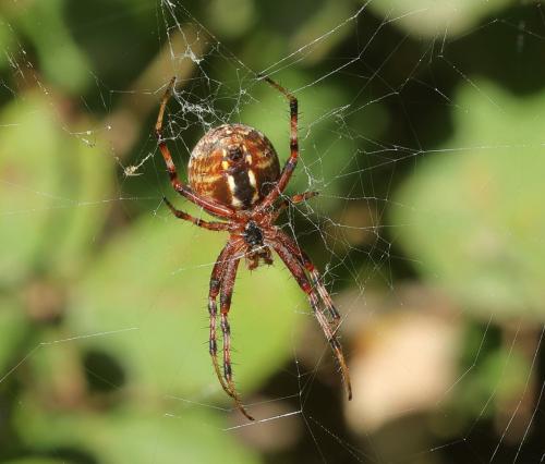 Neoscona byzanthina