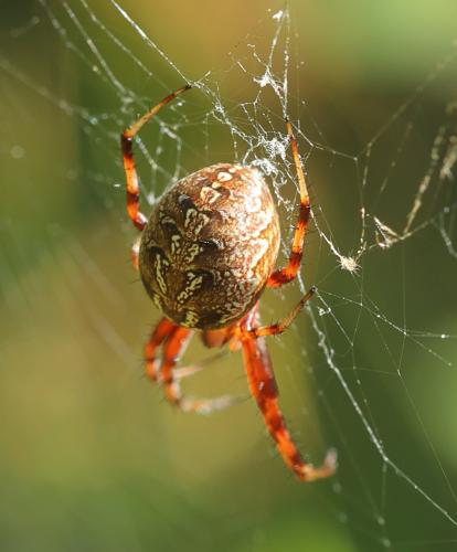 Neoscona byzanthina
