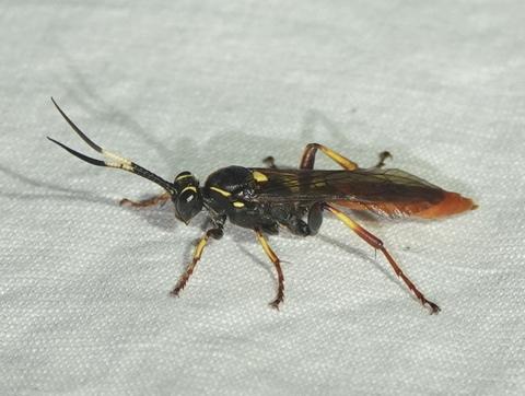 Réf. 347 412 : Protichneumon sp.