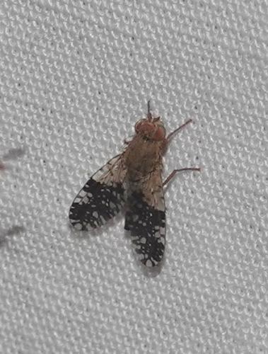 Tephritis conura