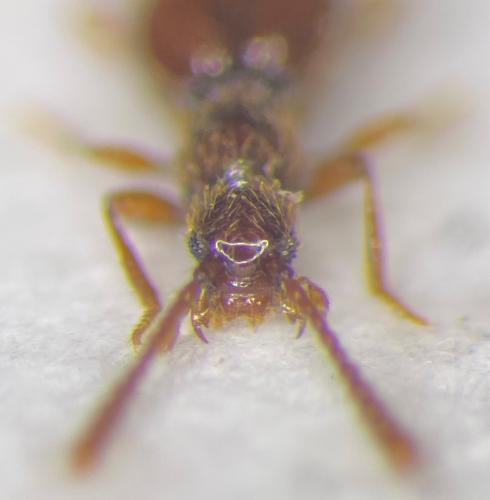Euconnus ferrarii