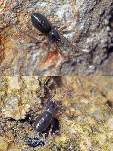 Zelotinae