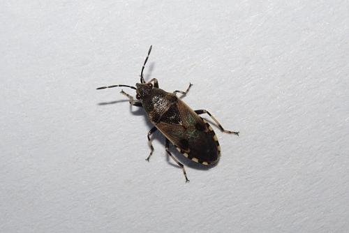 Heterogaster cathariae