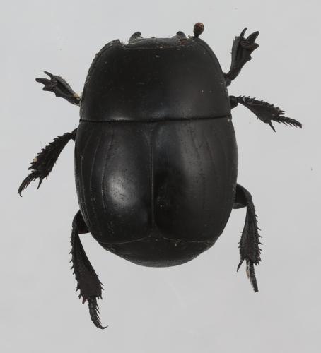 Hister quadrimaculatus