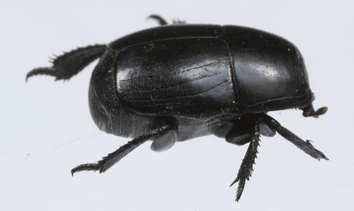 Hister quadrimaculatus