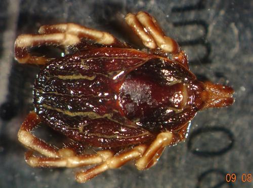 Réf. 347 115 : Hyalomma sp.