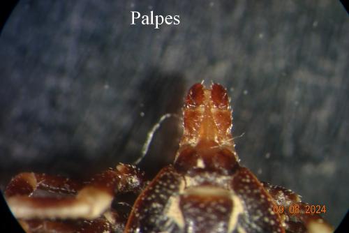Réf. 347 116 : Hyalomma sp.