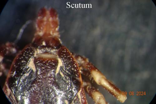 Hyalomma sp.