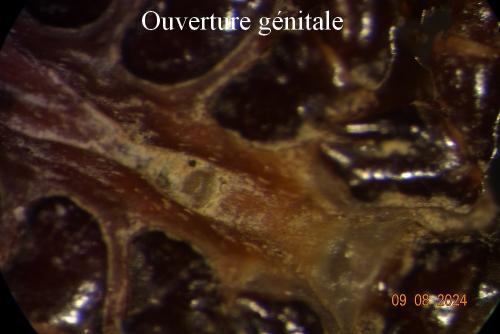 Réf. 347 118 : Hyalomma sp.