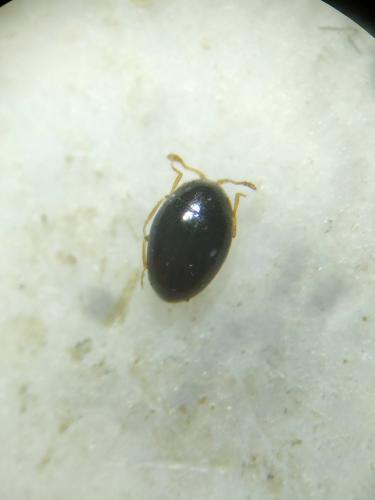 Réf. 347 695 : Ephistemus reitteri