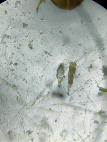 Réf. 347 703 : Ephistemus reitteri