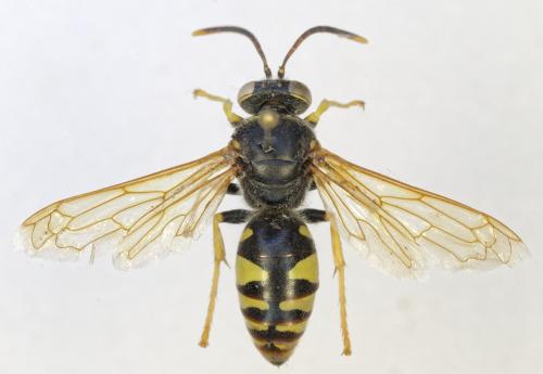 Stizus fasciatus