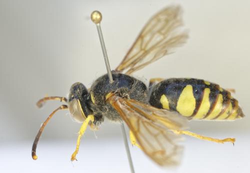 Stizus fasciatus