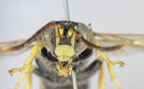 Stizus fasciatus