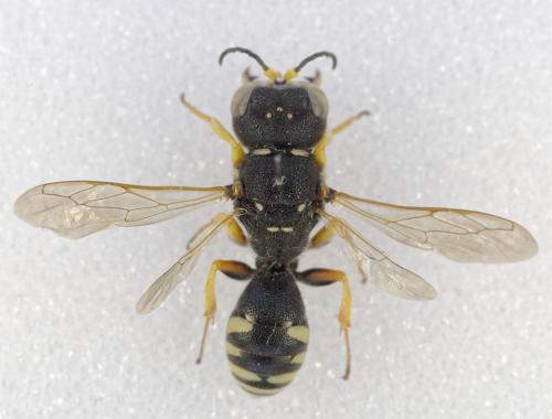 Réf. 347 407 : Ectemnius meridionalis