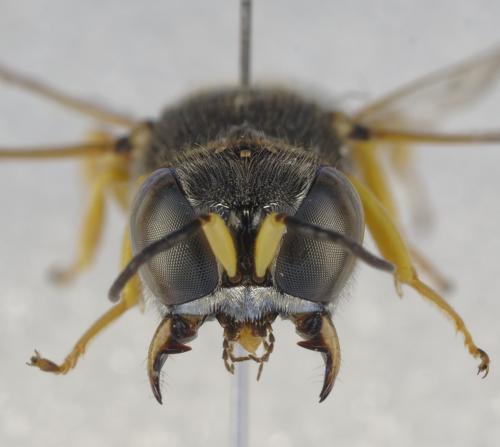 Ectemnius meridionalis
