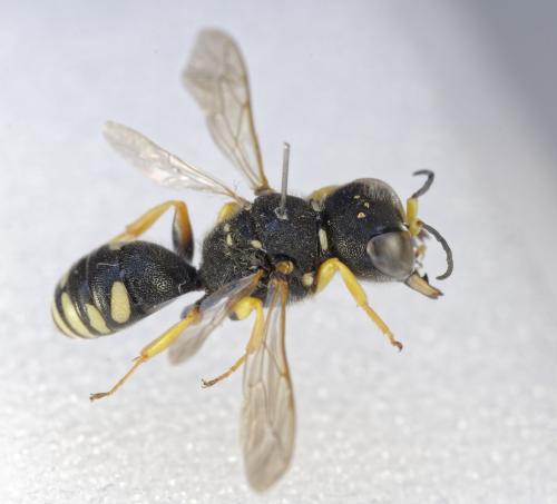 Réf. 347 408 : Ectemnius meridionalis