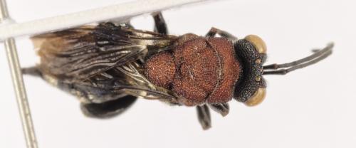 Euchalcis miegii