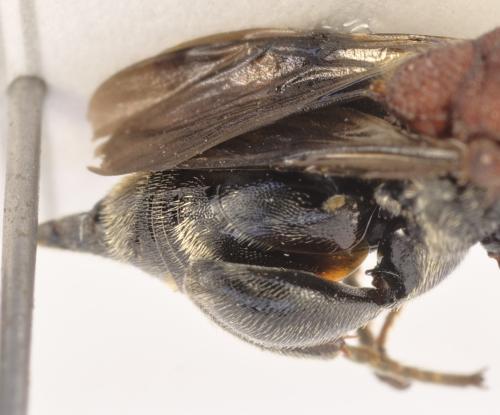 Euchalcis miegii