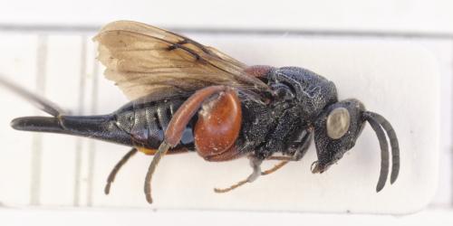 Réf. 347 687 : Aphasganophora bidens