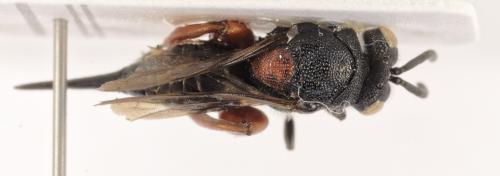 Aphasganophora bidens