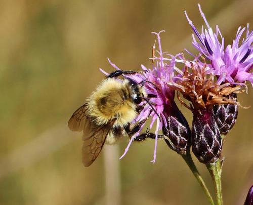 Bombus sp.