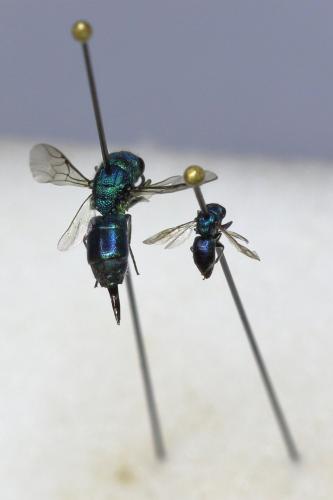 Trichrysis cyanea