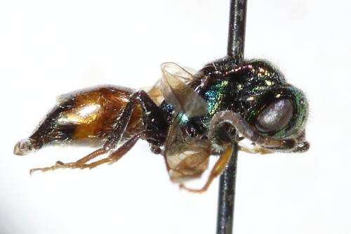 Cleptes striatipleuris