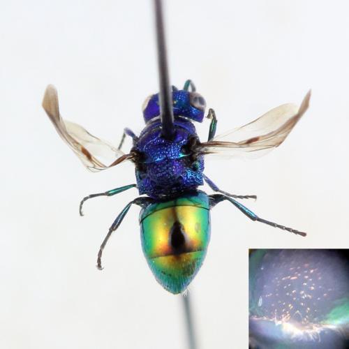 Pseudomalus auratus