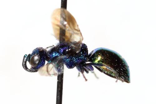 Pseudomalus auratus